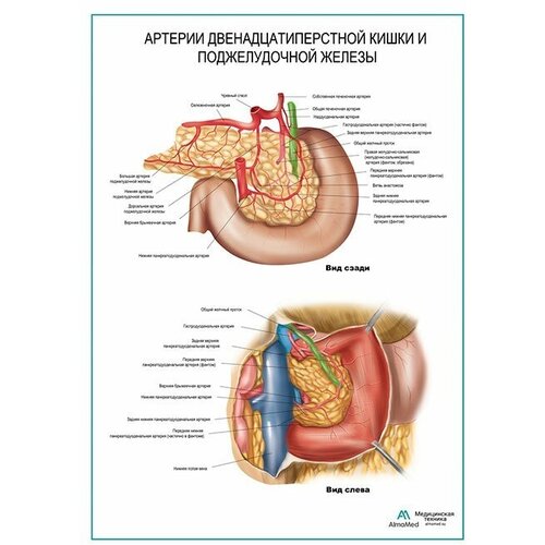 Артерии поджелудочной железы и двенадцатиперстной кишки плакат матовый холст от 200 г/кв. м, размер A1+