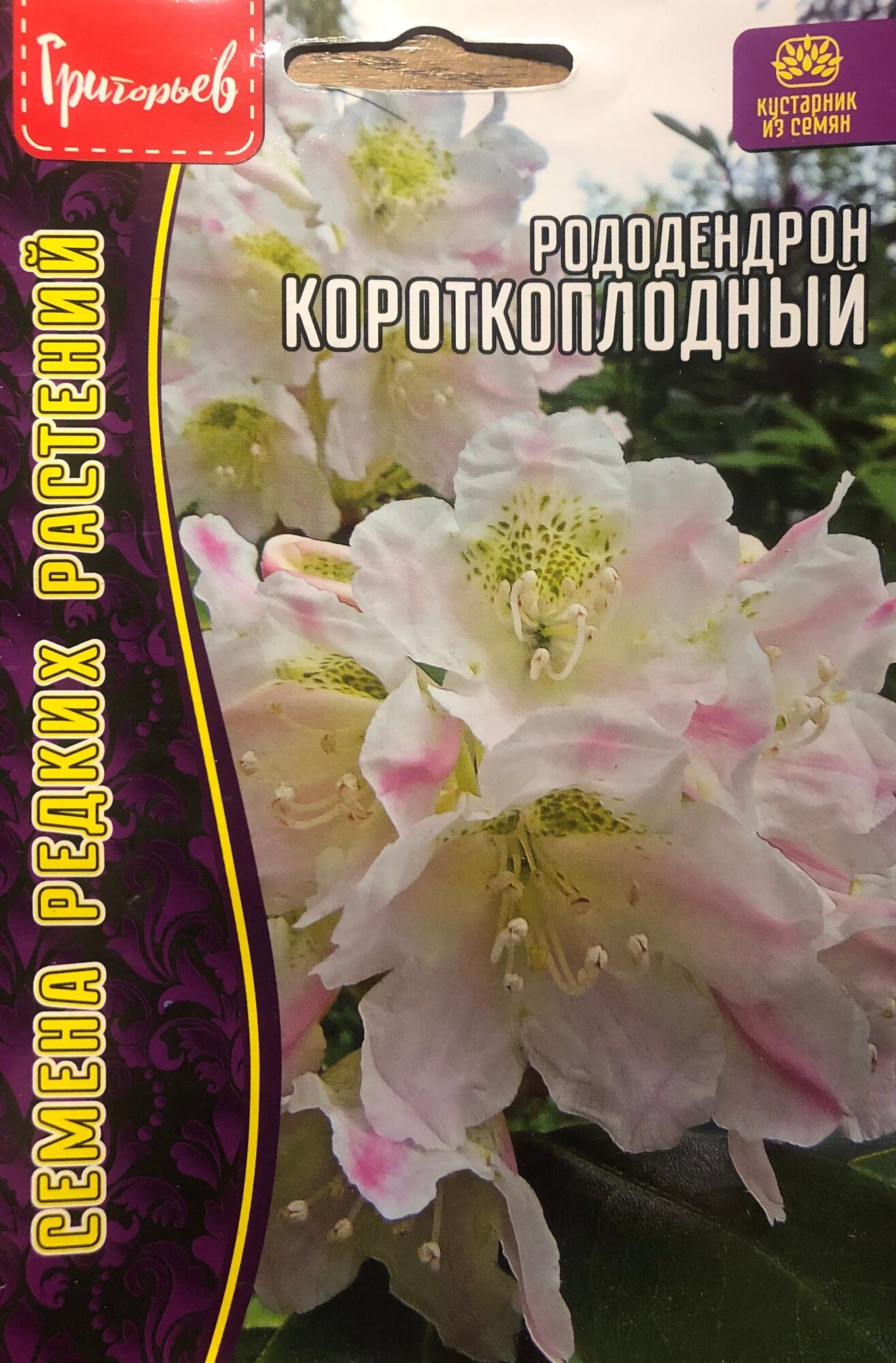 Семена Рододендрона короткоплодного (20 семян)