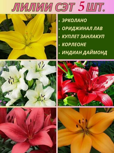 Изображение товара Лилии азиатские, луковицы, сет из 5 штук