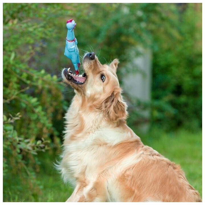 Игрушка пищащая "Задумчивая курица" для собак, 28 см, голубая - фотография № 7