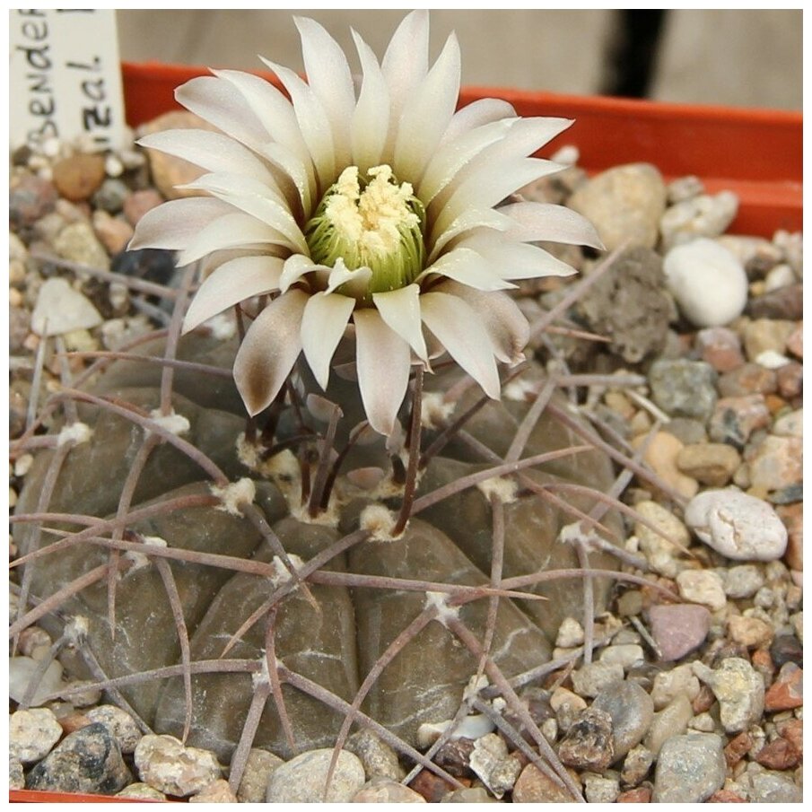 Семена Орешка Суккулент Кактус Gymnocalycium bodenbenderianum P-76c 10 шт.