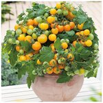 Семена Томат Комнатный Оранжевая гроздь - изображение