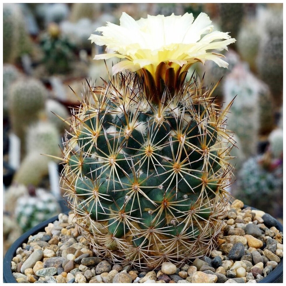 Семена Орешка Суккулент Кактус Coryphantha potosiana PAR-15 10 шт.