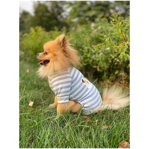 Комбинезон для собак и кошек с надписью принтом 