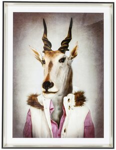 Картина в рамке Mr. Antelope, KARE Design, коллекция "Господин антилопа" 65*85*4,5, Полистирол, Полипропилен, Мультиколор
