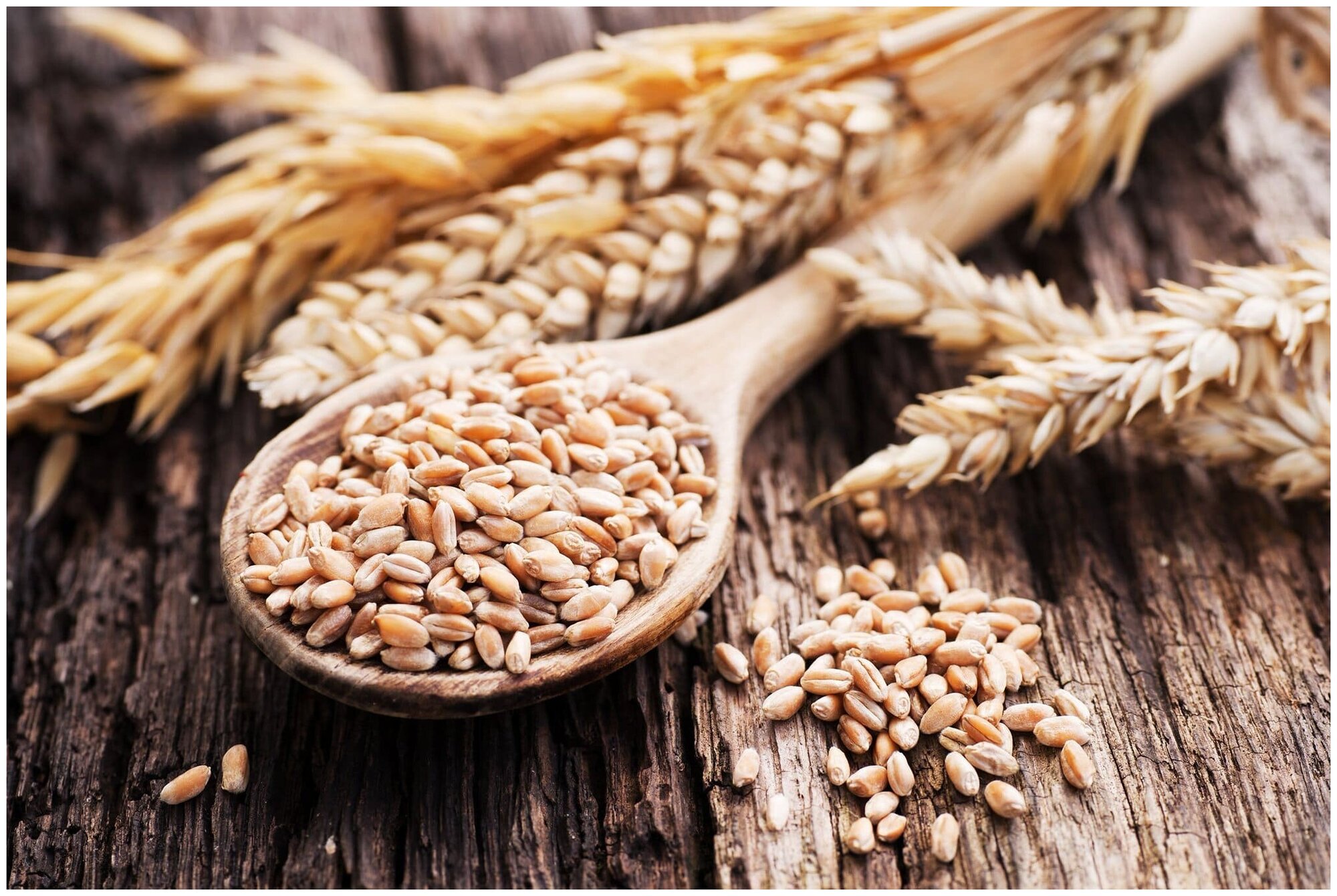 Пшеница свежее зерно в мешке 20кг не шлифованная Эко продукт для проращивания и пивоварения - фотография № 11
