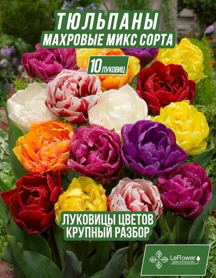 Луковичные цветы тюльпан крупные махровые 10шт