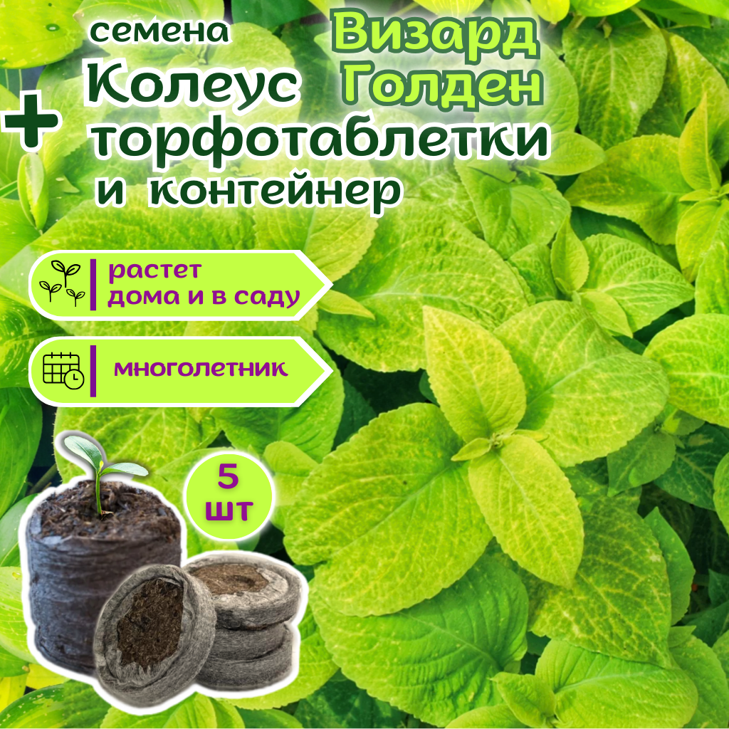 Колеус многолетний Визард Голден, цвет золотой, зеленый, семена + торфяные таблетки Jiffy в подарок, 5 шт
