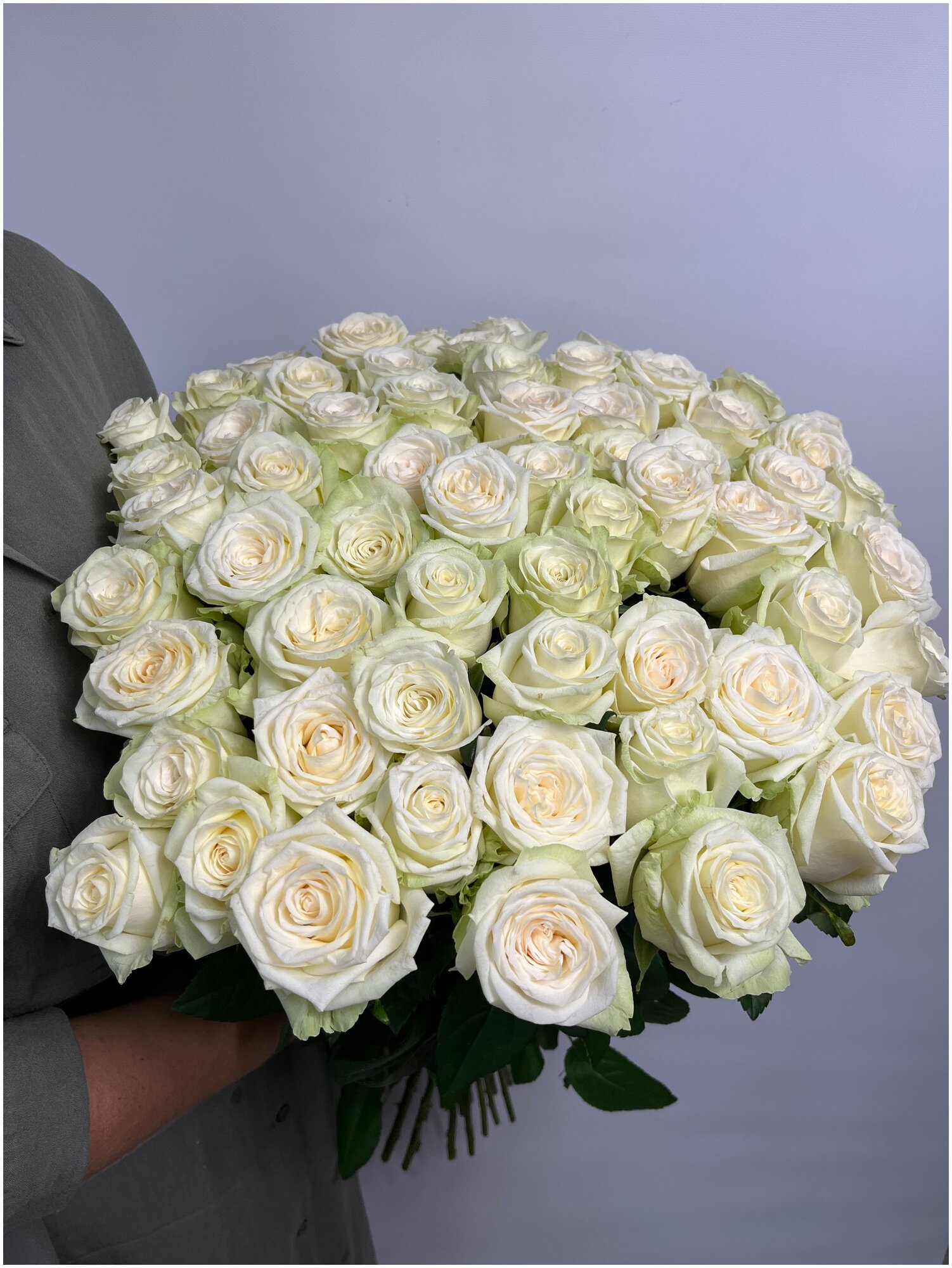 Роза белая Аволанж — купить в интернет-магазине по низкой цене на ...