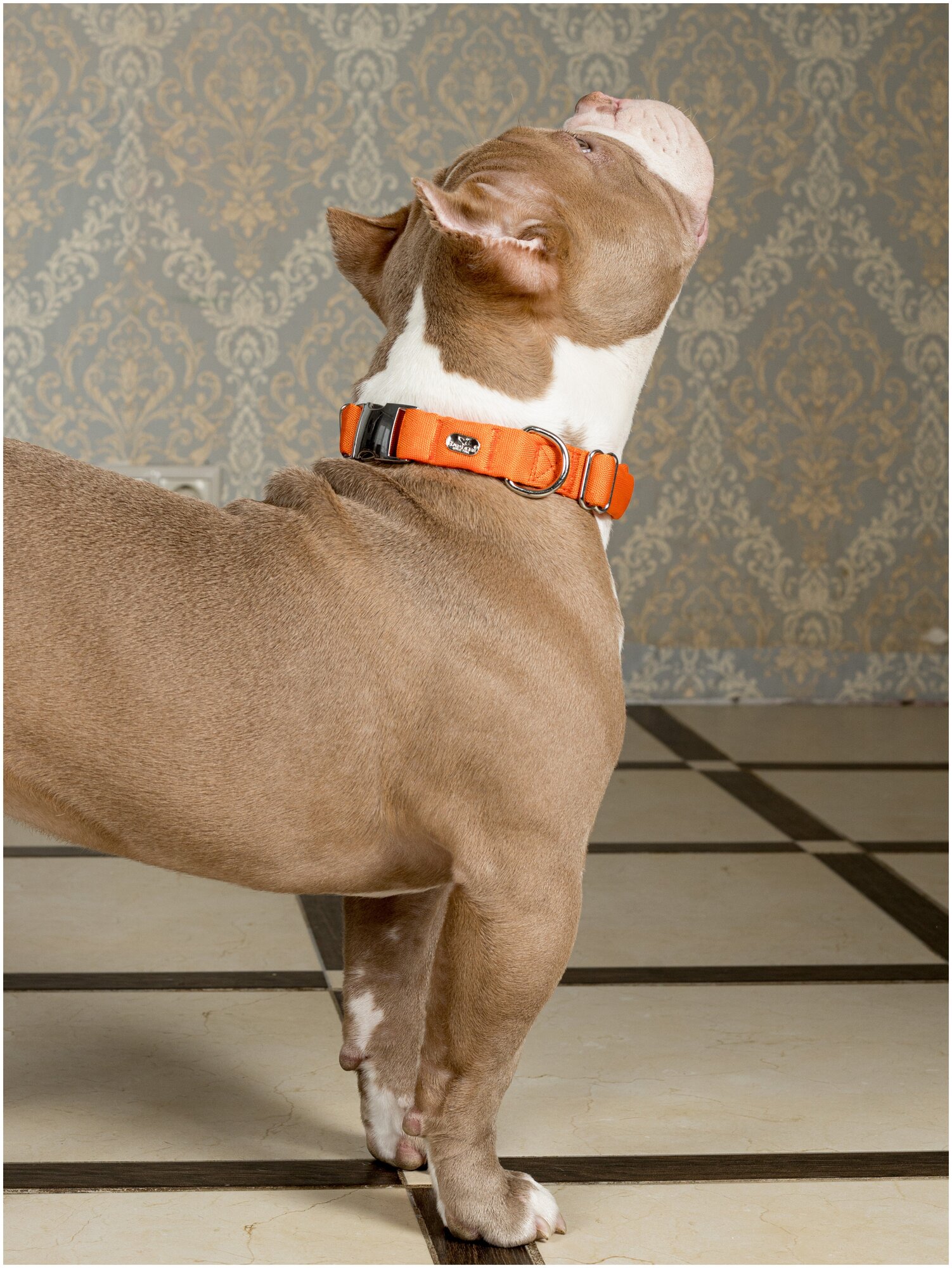 Воздушный ошейник Japan Premium Pet для активных и серьёзных собак, размер L (цвет: оранжевый) - фотография № 5