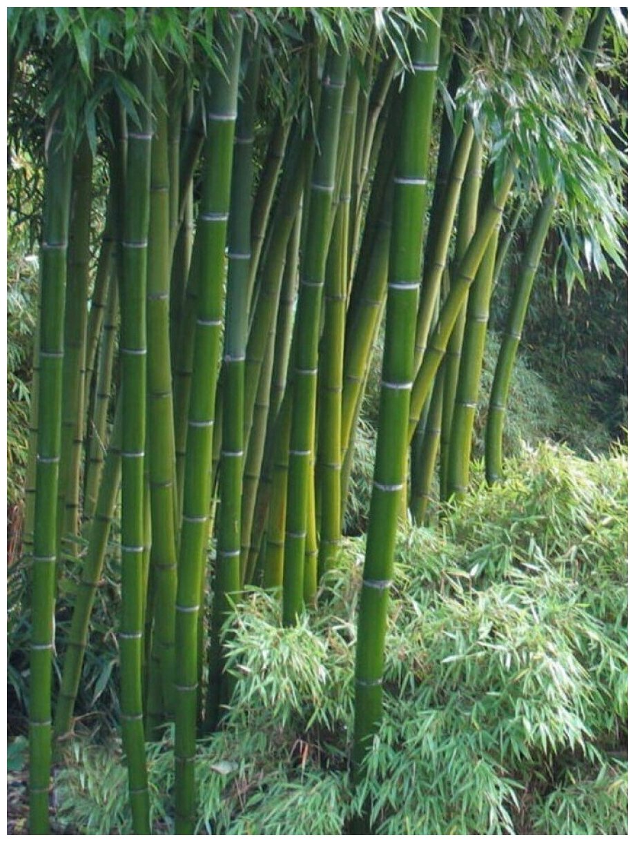 Семена Бамбук гигантский (Phyllostachys pubescens), 20 штук