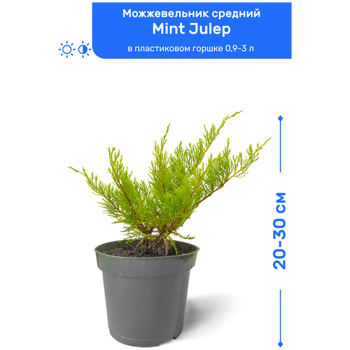 Можжевельник средний Mint Julep (Минт Джулеп) 20-30 см в пластиковом горшке 0,9-3 л, саженец, хвойное живое растение