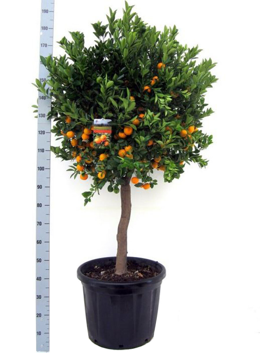 Каламондин - Citrofortunella D46 H190