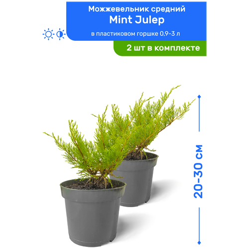 Можжевельник средний Mint Julep (Минт Джулеп) 20-30 см в пластиковом горшке 0,9-3 л, саженец, хвойное живое растение, комплект из 2 шт