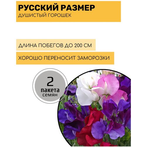 Цветы Душистый горошек Русский размер, смесь 2 пакета по 12шт семян душистый горошек русский размер малиново красный 6шт одн 200см нк 10 пачек семян