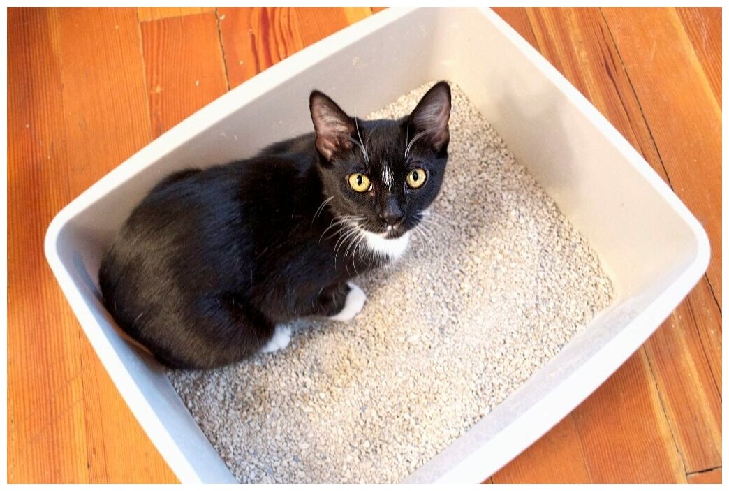 Наполнитель для кошачьего туалета цеолитовый МИР кошек впитывающий 8Л крупный(фр3-5мм) многоразовый контейнер. - фотография № 4