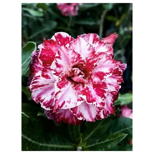 Адениум Angus