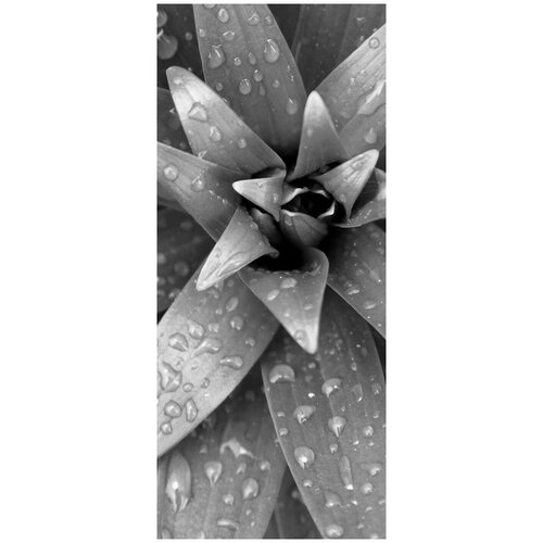 Самоклеящиеся фотообои Зелень после дождя размер 90x210 см эффект сепия отраженный 1928₽