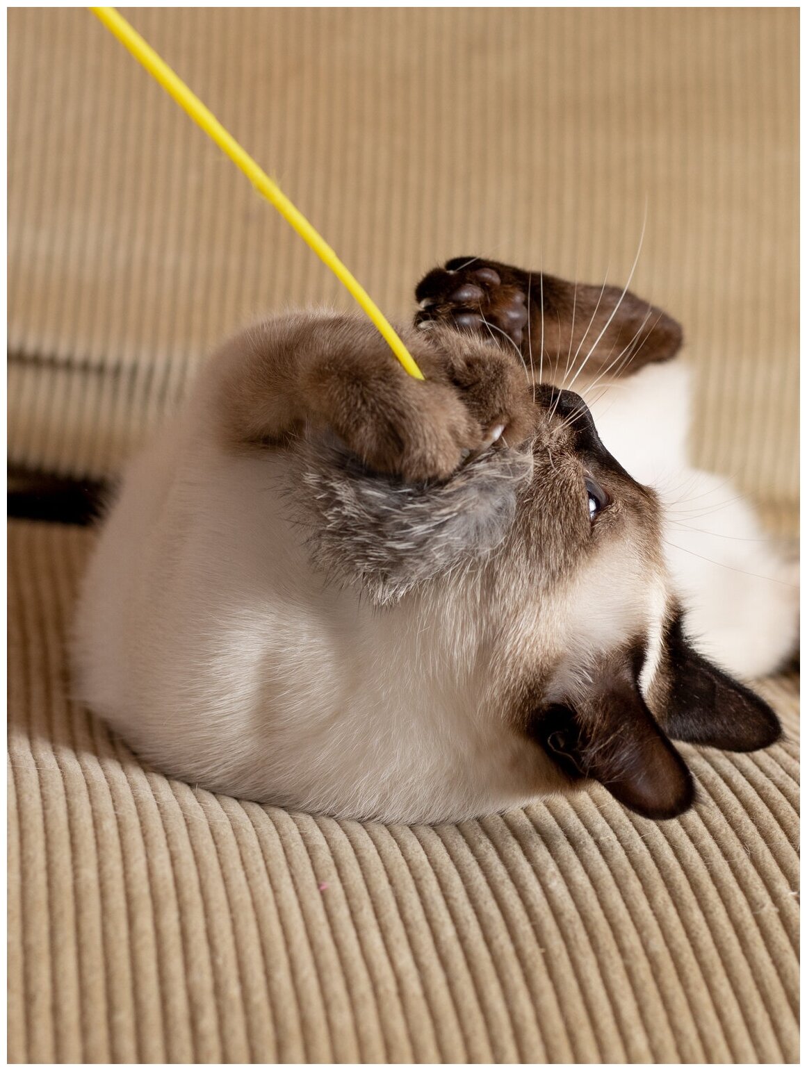 Игрушка-Дразнилка для кошек Japan Premium Pet в виде мехового помпона, с функцией пробуждающей инстинкт охотника. - фотография № 6