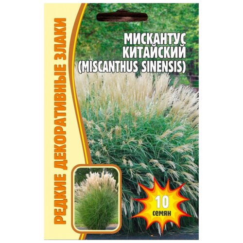 мискантус китайский 1 шт горшок Семена Мискантуса Китайского (Miscanthus Chinensis) (0.01 г)