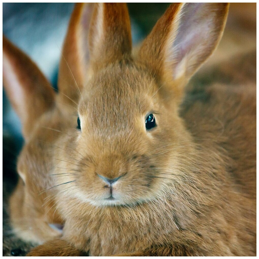 Поилка для кроликов ниппельная на сетку (5 шт) - фотография № 2