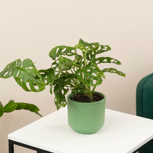 Монстера домашняя сорт Манки в интерьерном горшке