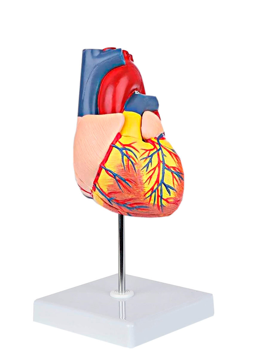 Анатомическая модель сердца человека разборная на 2 части в натуральную величину 1:1 — фото 1