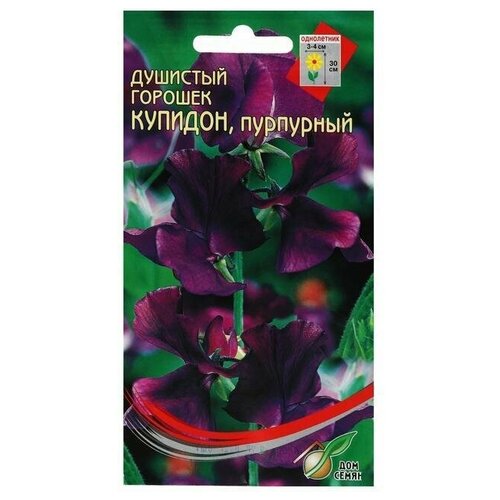 Семена цветов Горошек душистый Купидон, пурпурный, 6 шт 4 упаковки