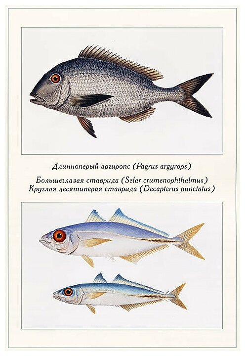 Экзотические рыбы (Иванов Сергей Игоревич) - фото №3