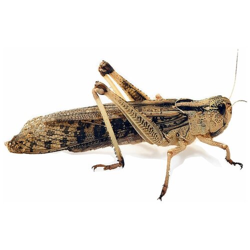 Саранча перелетная замороженная (50 шт)(Доставка Москва и область)