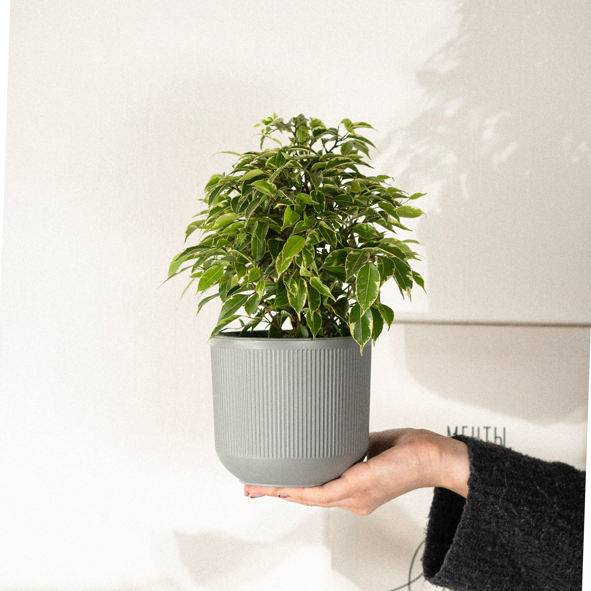 Фикус Бенджамина домашний в интерьерном кашпо — фото 1