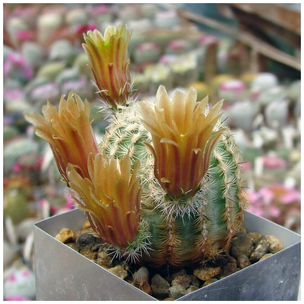 Семена Орешка Суккулент Кактус Echinocereus chloranthus SB-1476 10 шт.