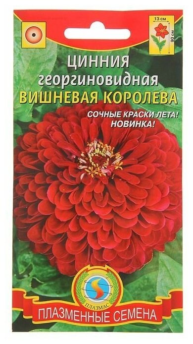 Семена цветов Цинния георгиновидная "Вишневая королева", О, 0,3 г