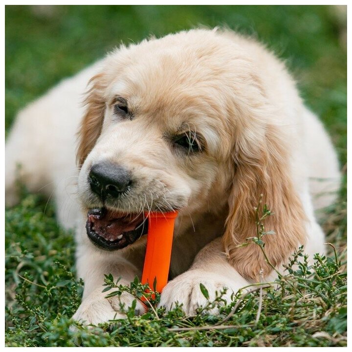 Игрушка пищащая "Кость-лакомство" для собак, 13 см, оранжевая 7704978 - фотография № 6
