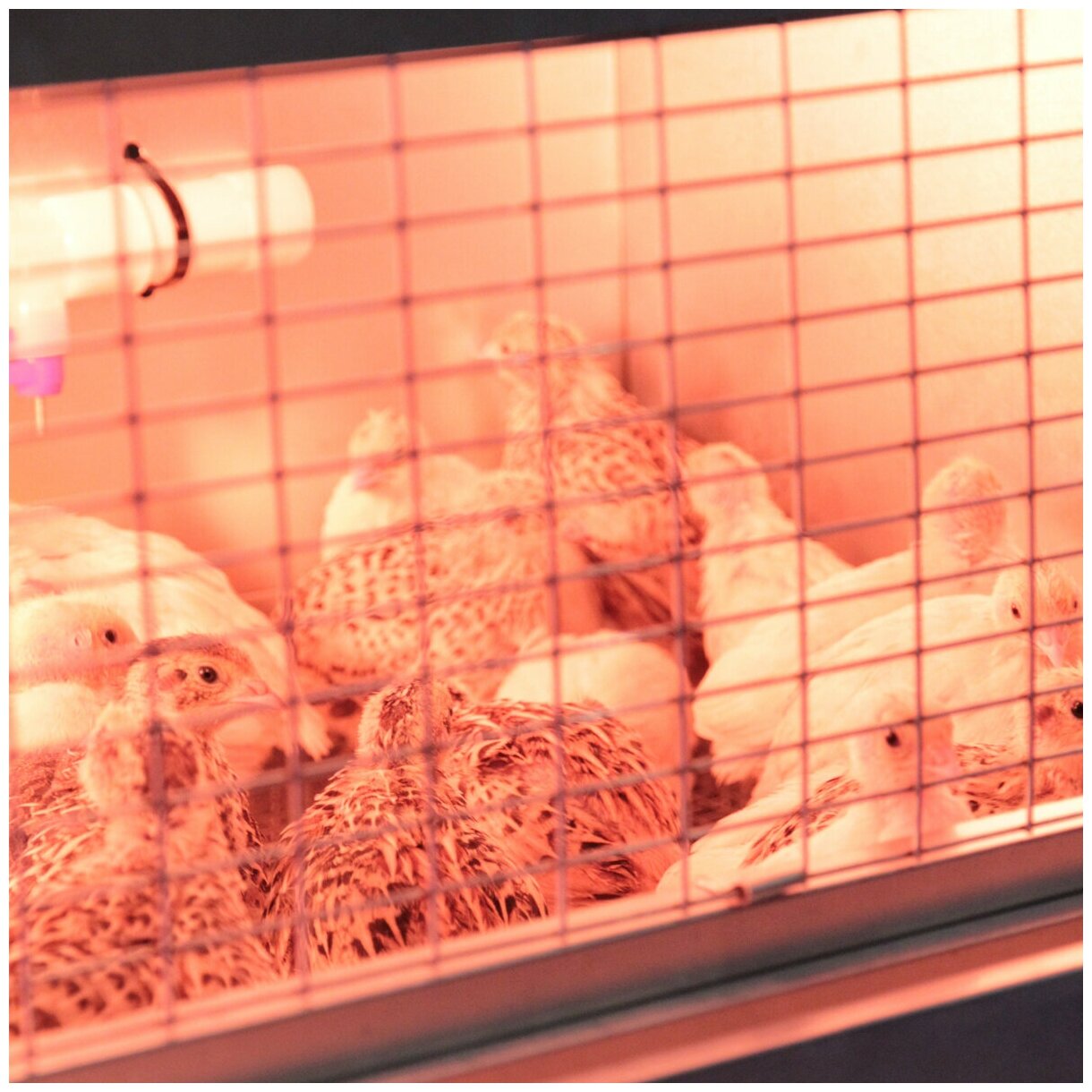 Брудер для цыплят 32 Оптима с терморегулятором и поддоном из нержавейки - фотография № 3