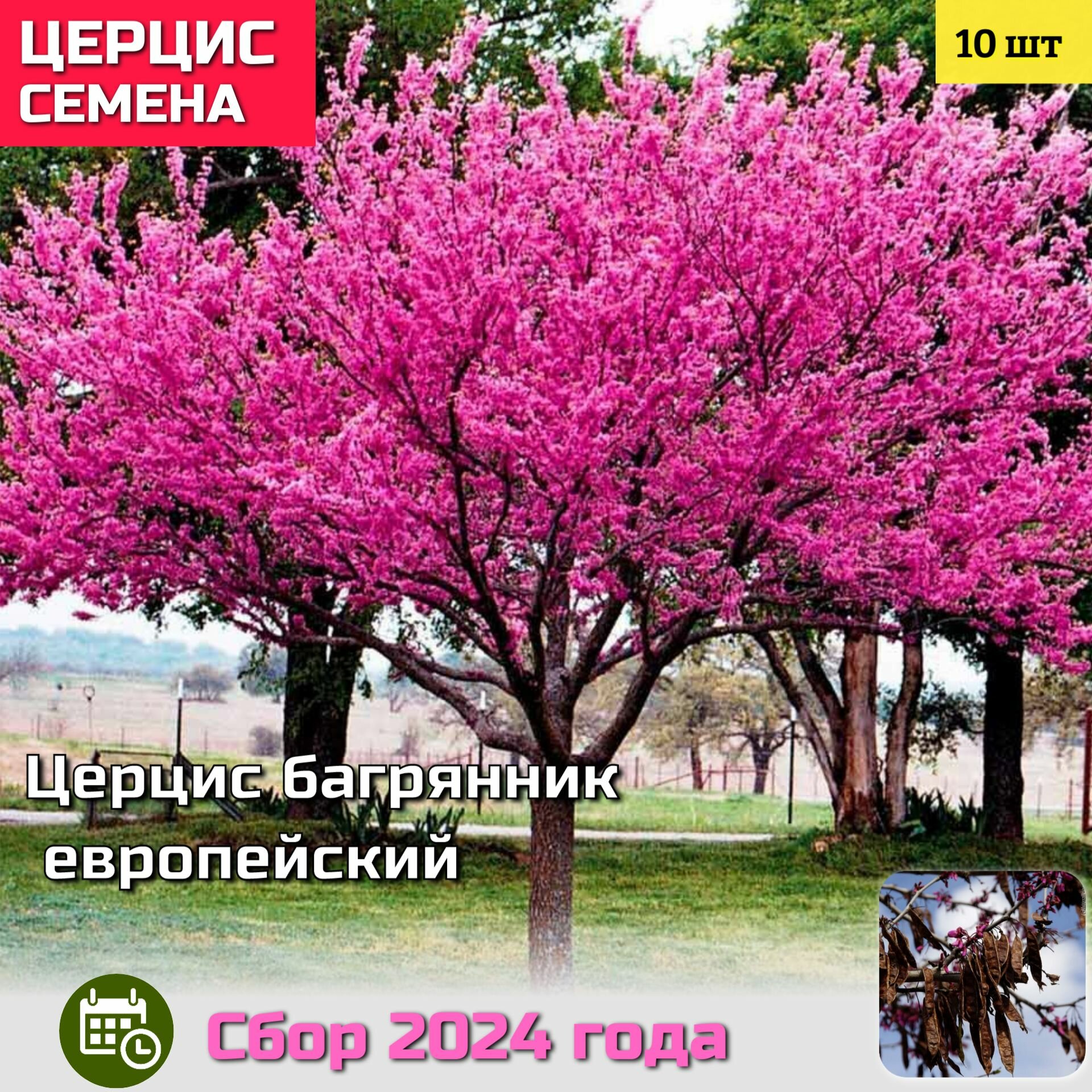 Церцис Багрянник Европейский Семена