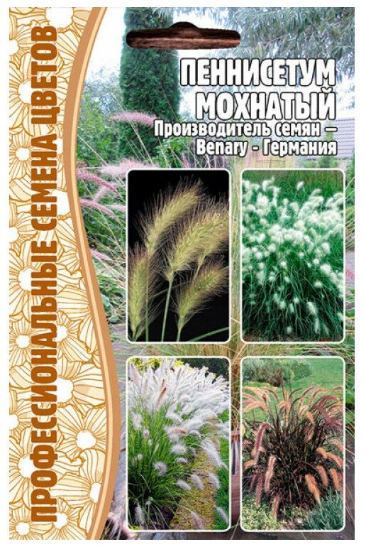 Семена Пеннисетума мохнатого (Pennisetum villosum) (10 семян)