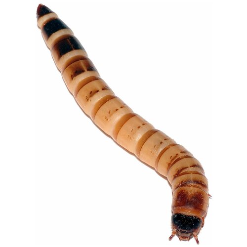 Зофобас замороженный (100 шт) (Доставка Москва и Московская область)