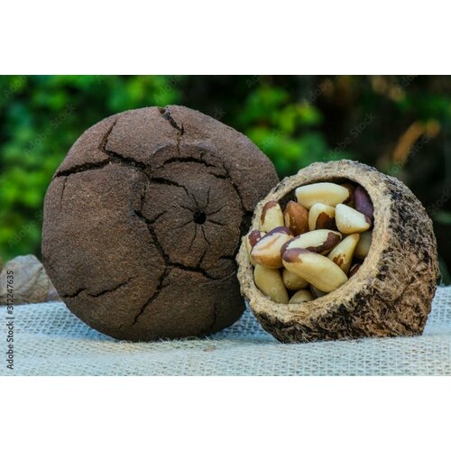 Бразильский орех (лат. Bertholletia excelsa) семена 1шт + подарочные семена