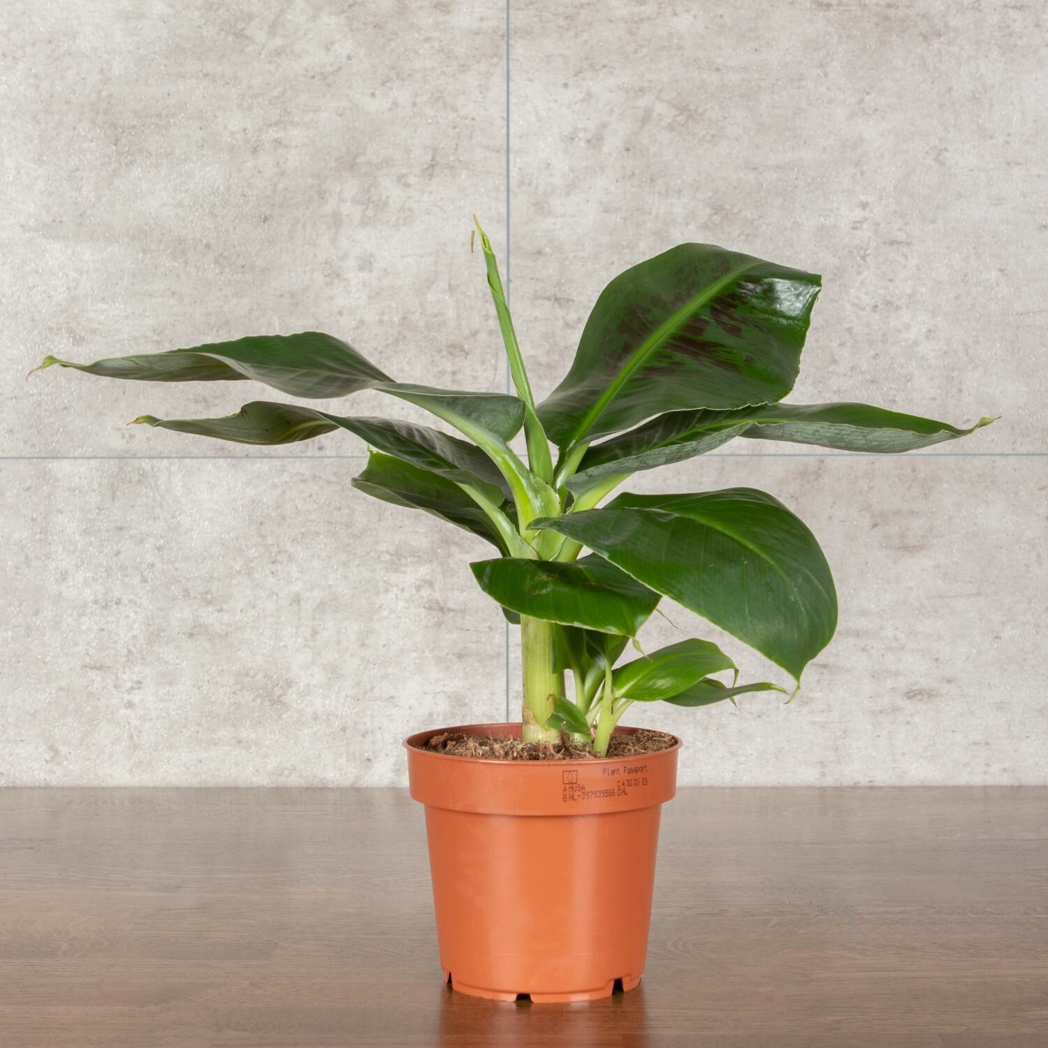 Муса Тропикана (Банан) 30/12 — купить в интернет-магазине LuxuryPlants ...