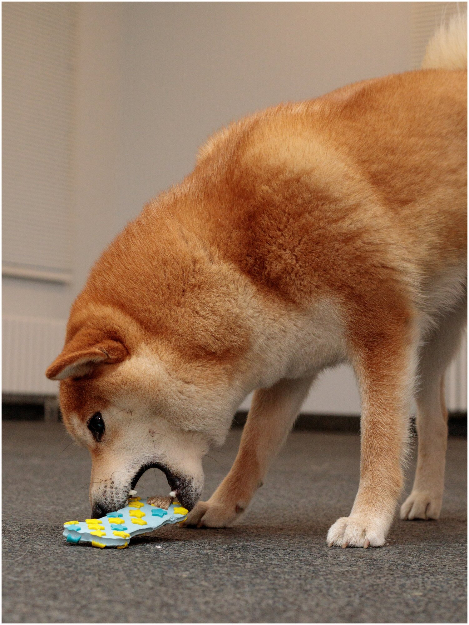 Игрушка для собак Japan Premium Pet эластичная зубочистка из натурального льна и латекса. Рисунок звездочки. - фотография № 2