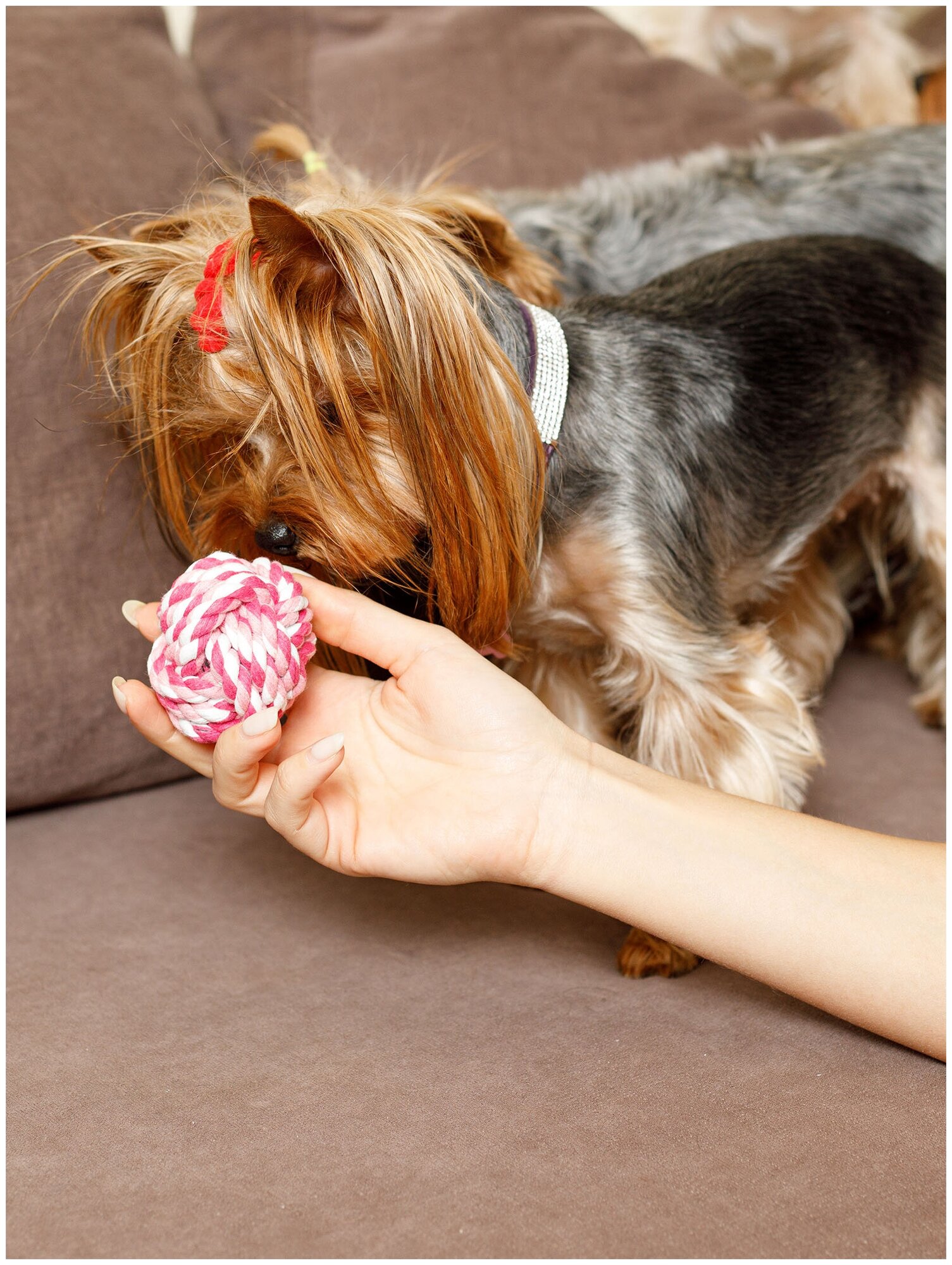 Игрушка для собак плетёный мяч Japan Premium Pet с интригующим ароматом и функцией чистки зубов, вкус клубника, размер SS - фотография № 10
