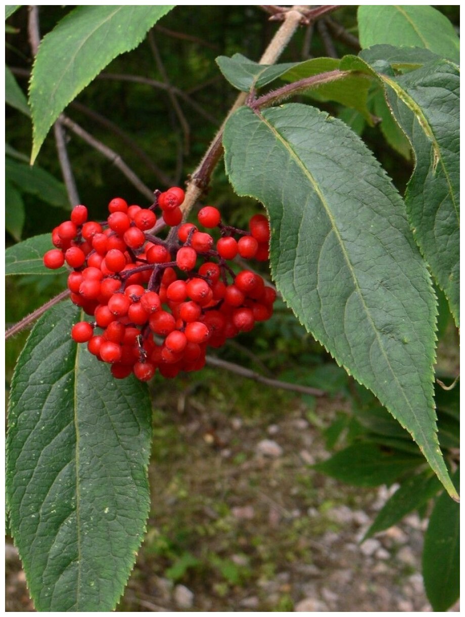 Семена Бузина сибирская (Sambucus sibirica) 25 штук