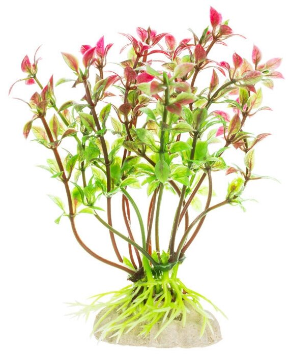 Растение Микрантемум красно-зелёный пластик 30см - фотография № 2