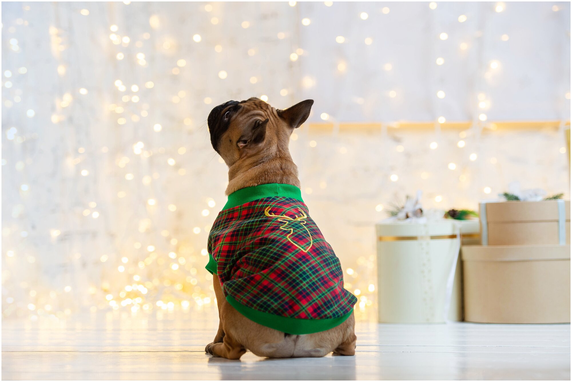 Одежда для собак. Новогодняя футболка для Французcкого бульдога "Golden Christmas", размер S - фотография № 1