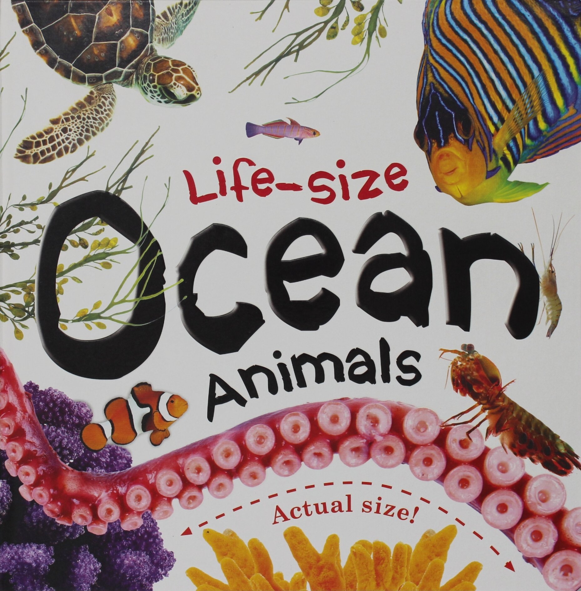 Life-size: Ocean Animals