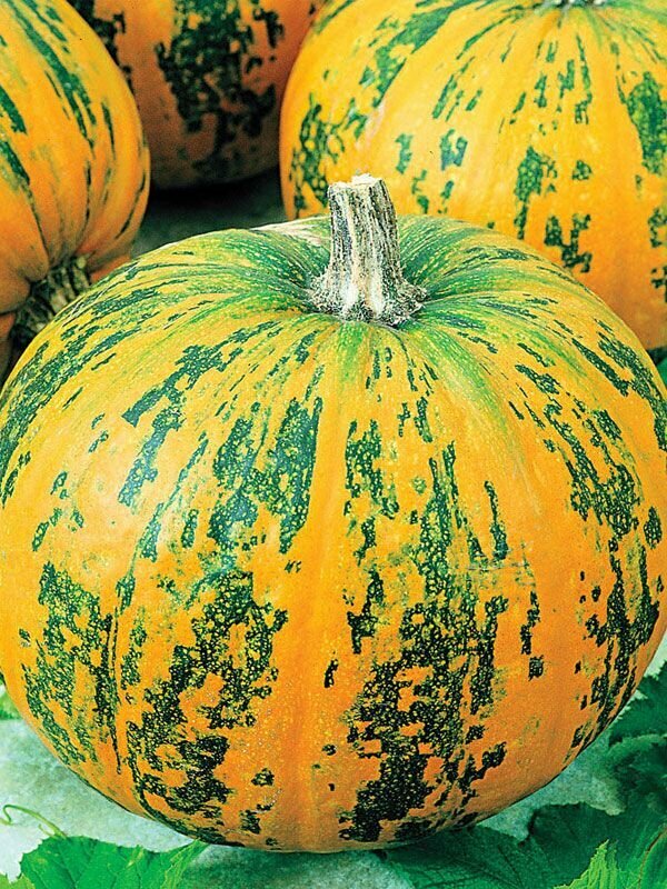 Тыква Витаминная семена