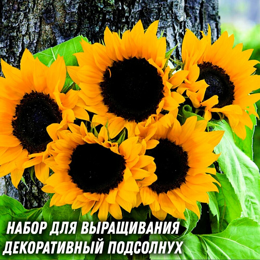 Набор для выращивания Декоративный подсолнух