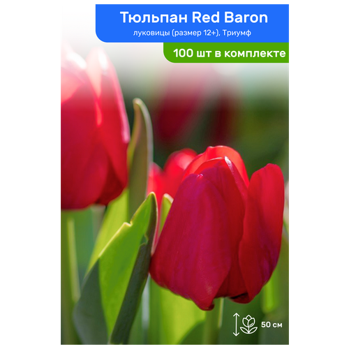 Тюльпан Red Baron (Ред Барон), луковицы, размер 12+, комплект из 100 шт