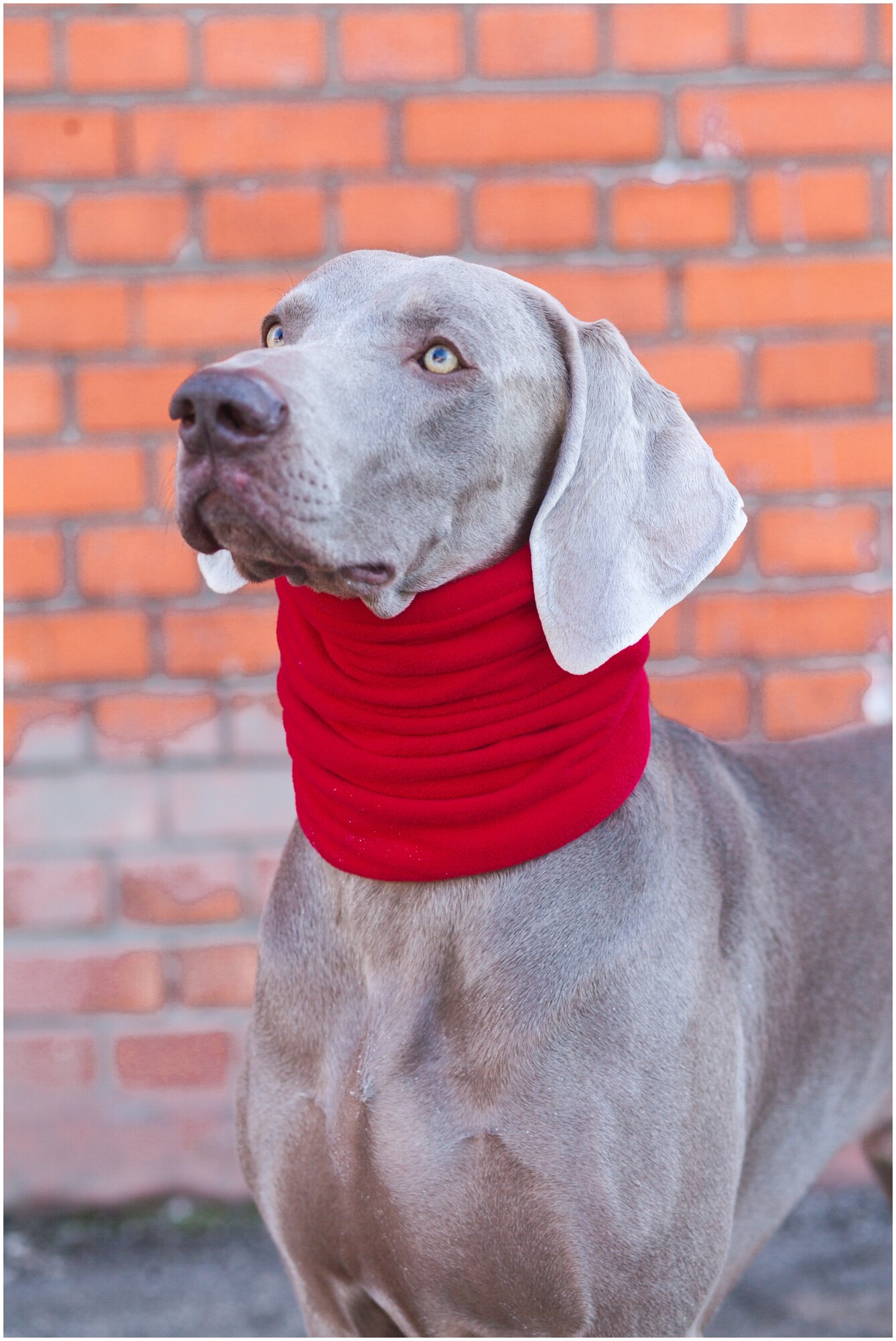 Снуд шапка для собак флисовый Монморанси, красный, размер L - фотография № 2